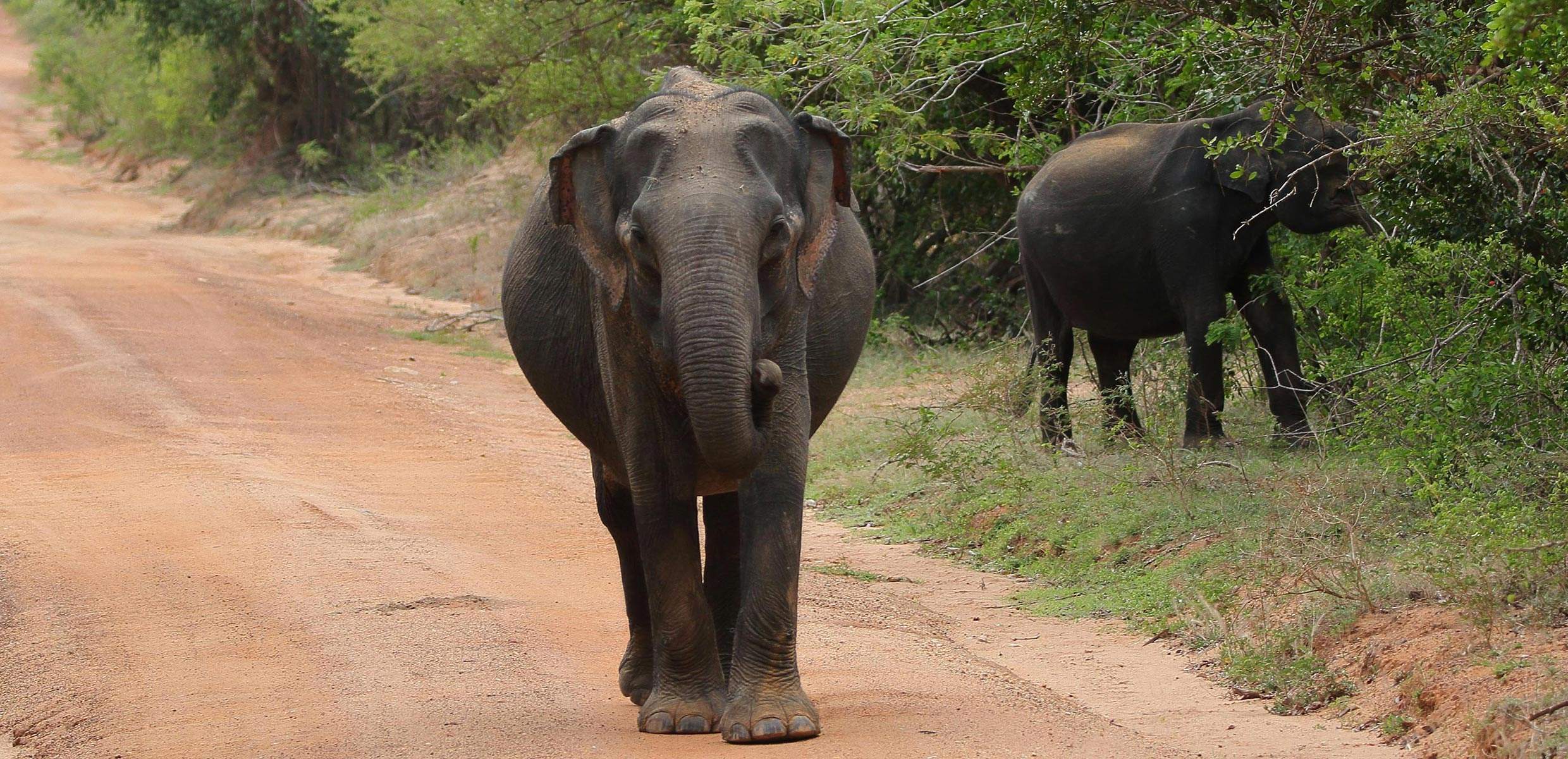 Ceylon Tours - Tangalle