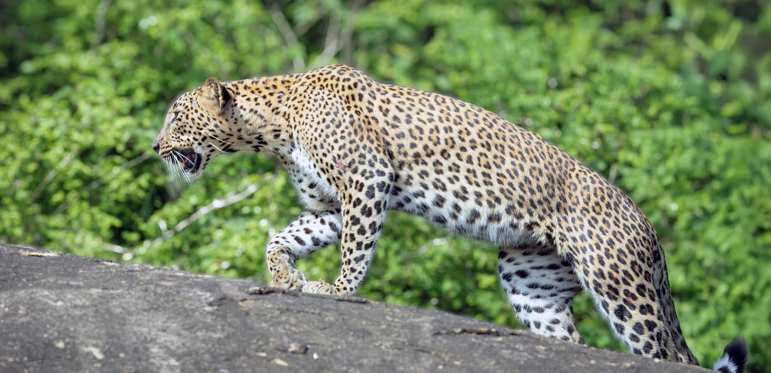 Ceylon Tours - Tangalle